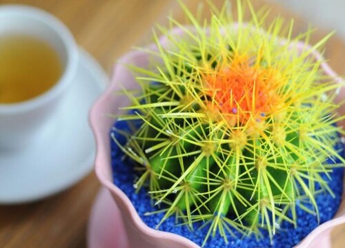 仙人球怎么养护冒满小仔