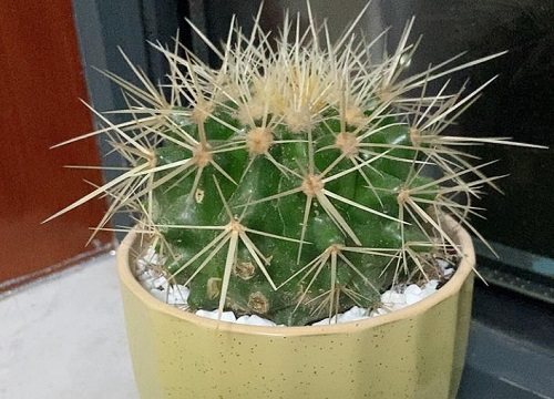 仙人球怎么养护冒满小仔