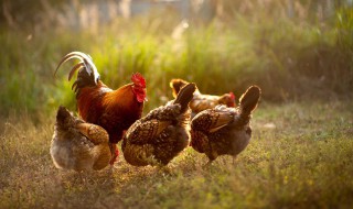 南方冬天室内怎么养好鸡 南方冬天室内养好鸡的方法