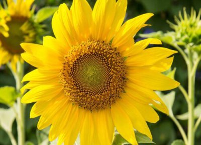 葵花追肥用什么肥好 葵花前期需要冲施什么肥料来吸收