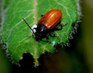 蔬菜跳甲用什么药能打死 叶菜类青菜怎样防治跳甲