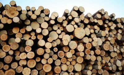 硬木有哪些木材 农村常见的木质较硬的木头