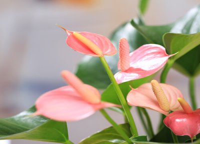 怎样养红掌开花更多 入秋后如何养红掌花开多多