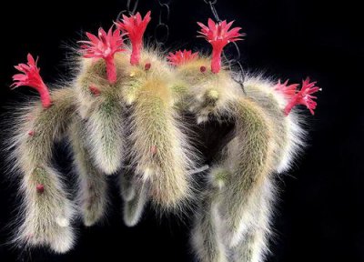 九尾狐养多长时间开花 九尾狐多肉什么时候开花