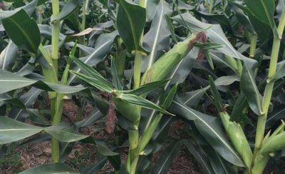 玉米从根部长茬是什么原因 玉米苗长侧芽要拔掉处理吗