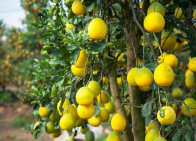 福建气候条件 福建盛产什么水果有名