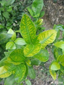 果树黄叶是什么原因 果树叶发黄是什么病怎么治病