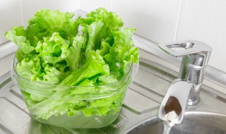 生菜家庭种植方法 生菜的种植方法和技术