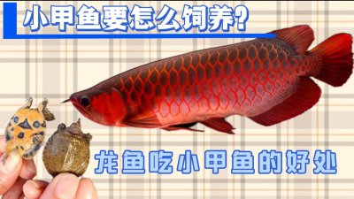 小甲鱼苗吃什么食物 才买回来的小甲鱼苗吃什么食物