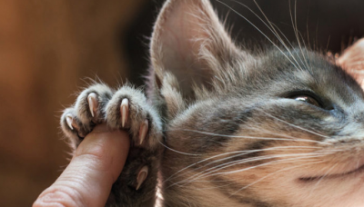 猫咪指甲多久剪一次 多久时间给猫猫剪一次指甲合适