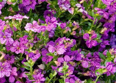 紫色满天星花语 紫色满天星的花语和寓意