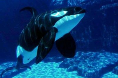 虎鲸为什么对人类友好 虎鲸对人类的态度是什么样的