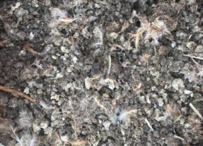 鸟粪做肥料 鸟粪可以做肥料吗