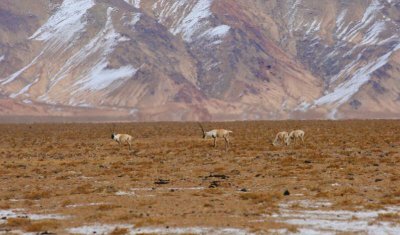 中国面积最大的县级行政区 若羌县面积多少平方公里