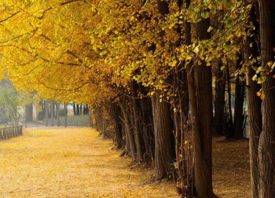 房子后面种什么树好风水好 庭院栽什么树最旺财镇宅