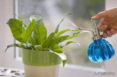 浇花如何控制水量的技巧 花草浇水的度应如何把握