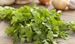 家庭香菜种植方法 家庭种香菜的方法和步骤