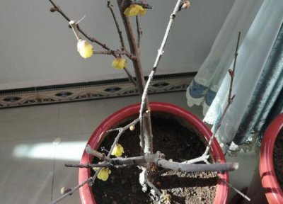 盆栽梅花养殖方法 梅花盆栽种植方法