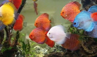 神仙鱼新手适合养吗 神仙鱼新手可以养吗