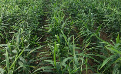 生姜的种植最新方法 生姜科学种植技术及栽培要点