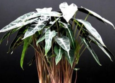 小仙女开花是什么样子 在什么时候开花