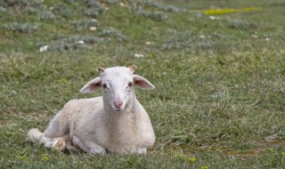 属羊本命年佩戴什么好 属羊本命年可以戴什么