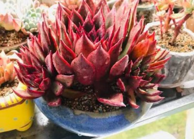 东云系多肉有哪些品种 东云系多肉植物品种大全图鉴