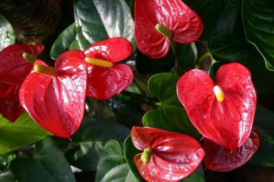 夏天室内适合养什么花最好 夏季适合室内养的花和植物