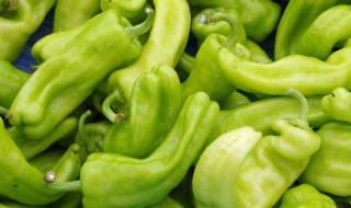 青椒在家怎么种植 盆栽青椒的种植方法