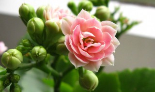 适合盆栽的长寿花有哪些 适合盆栽的长寿花推荐