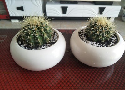 仙人球花败后怎么处理 仙人球花谢后怎样处理才不会腐烂