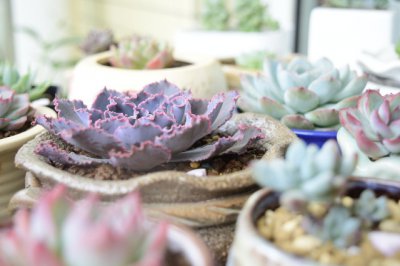 多肉植物什么时候进入休眠期和生长期 休多肉休眠时间表