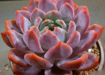 为什么花卉市场买回来多肉养不活 多肉植物难养活吗