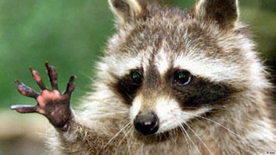 世界上最聪明的动物 盘点地球上智商超出想象的七种动物