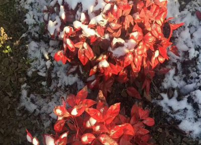 南天竹对风水好吗 家里养南天竹的象征意义及风水作用