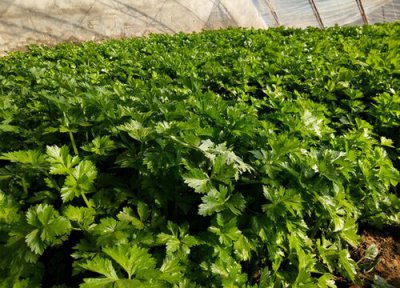 芹菜如何管理才能高产 露地芹菜的种植密度和产量