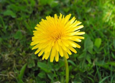 蒲公英花什么颜色 常见的几个品种及颜色 图片