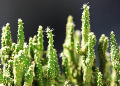 膨珊瑚多久浇一次水 膨珊瑚多长时间浇一次水