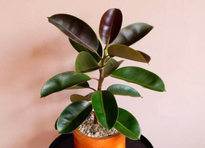 橡皮树摆放风水位置与禁忌说法 室内摆放哪个位置旺风水