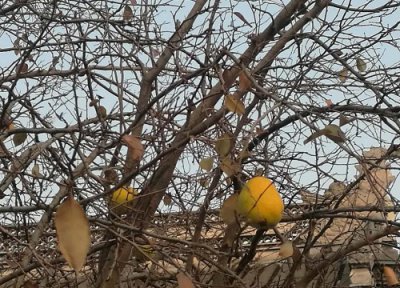 有一种很香但不能吃的木瓜 北方闻香的木瓜放卧室好吗