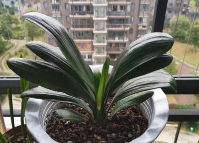 君子兰烂根怎么养 君子兰用什么植料养不烂根