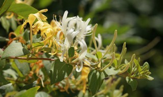 金银花的花朵会变色这是为了 金银花的花朵会变色这是为什么呢