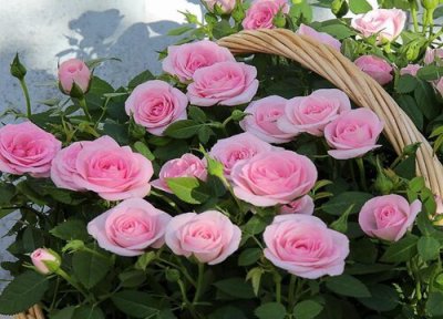 怎么养殖月季花开满盆 月季花怎么养花开的多