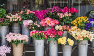 花卉什么季节适合修剪 花卉哪个季节适合修剪