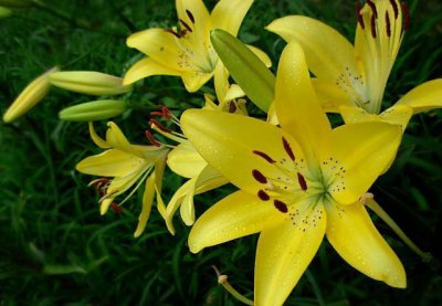 百合花栽种步骤 百合花怎么种植方法