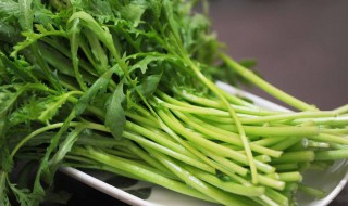 皇帝菜适合什么季节种植 皇帝菜适合哪里种植