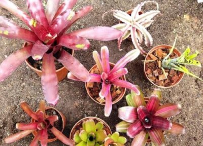 积水凤梨的养殖方法 积水凤梨的养殖方法和注意事项