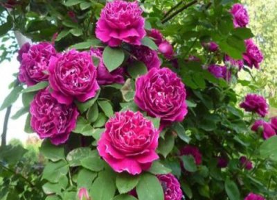 紫袍玉带一年开花次数 紫袍玉带一年开几次花