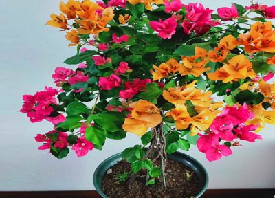 三角梅不会开花为什么 三角梅不开花是受哪些因素影响