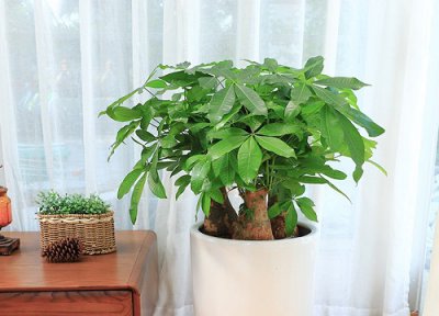 发财树放客厅大忌 客厅摆放发财树风水位置与禁忌讲究